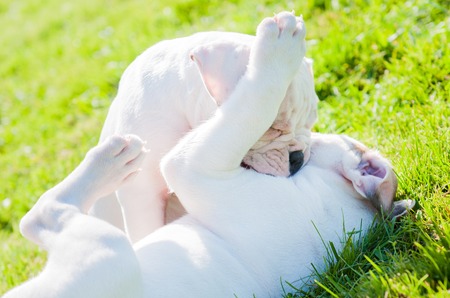 Two funny American Bulldog puppies are playing with love on nature.の写真素材