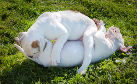 Two funny American Bulldog puppies are playing with love on nature.の写真素材