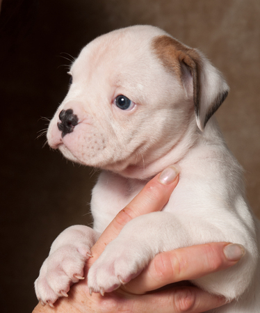 Funny nice American Bulldog puppy on hands on light backgroundの写真素材