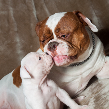 Funny American Bulldog puppy with mother in love. The American bulldogs are well built, strong-looking dog, with a large head and a muscular build.の写真素材