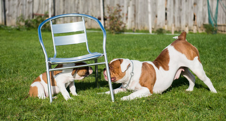 Funny American Bulldog puppy with mother are playing with love on nature. The American bulldogs are well built, strong-looking dog, with a large head and a muscular build.の写真素材