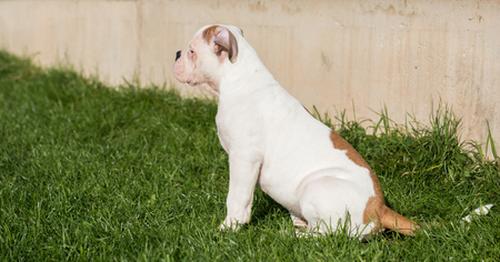 Funny nice American Bulldog puppy on natureの写真素材