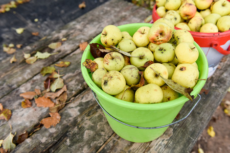 bucket with apples in the garden on a wooden tableの写真素材