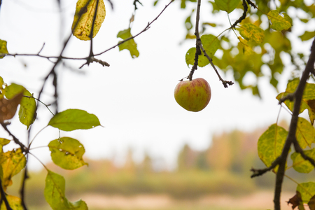 autumn Red tasty Apple on a treeの写真素材