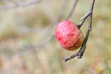 autumn Red tasty Apple on a treeの写真素材