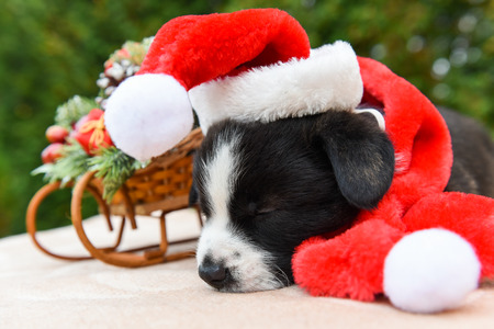 funny welsh corgi pembroke puppy dog in santa hat on Christmas with New Year sled with giftsの写真素材