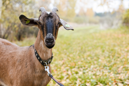 Goat of the Nubian breed is standing on the field roadの写真素材