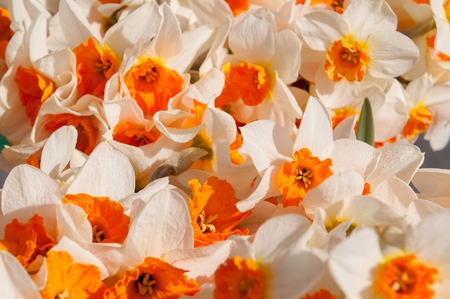orange daffodils background, spring flowersの写真素材