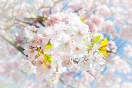 Sakura with space for text. Cherry blossoms japan. Pink spring blossom background. Branch of a cherry tree on a blue sky backgroundの写真素材