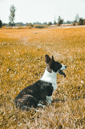 Welsh Cardigan Corgi dog is lost on nature. Dog is walkingの写真素材