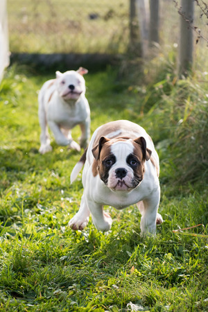 Funny nice red American Bulldog puppy is running on natureの写真素材