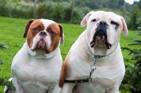 Two white red white American Bulldogs in the yard of the house. The American bulldog is a stocky, well built, strong-looking dog, with a large head and a muscular build.の写真素材