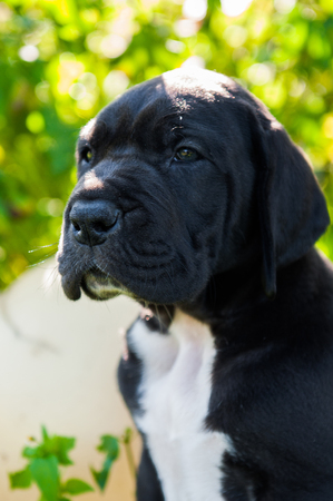 beautiful black Great Dane dog puppy portraitの写真素材