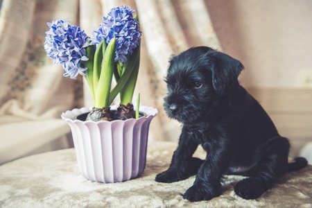 young Miniature Schnauzer puppy dog with blue hyacinths flowersの写真素材