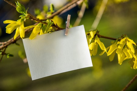 White card on yellow flowers bush background. Blank card hanging on tree outdoors