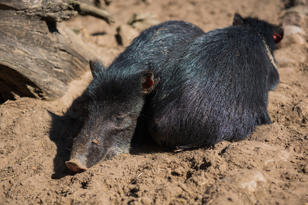 small black pigs sleeping on the sand in zooの写真素材