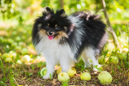Pomeranian spitz dog on a walk under a tree with apples. Fluffy puppy of pomeranian spitz. Dog on green grass in summer parkの写真素材