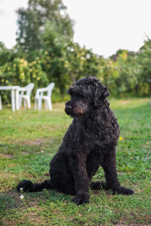 funny black Russian terrier dog is on the green grassの写真素材