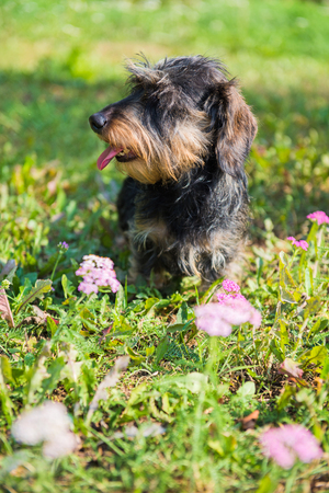 Funny dachshund dog on a walk and summer flowers in the gardenの写真素材