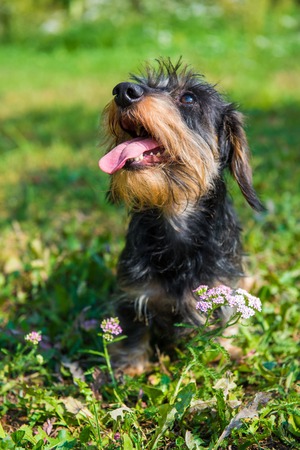 Funny dachshund dog on a walk and summer flowers in the gardenの写真素材