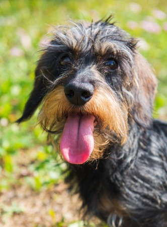 Funny dachshund dog on a walk in the park outside. Portrait close up
