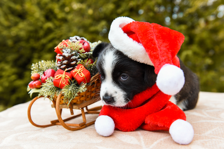 Funny welsh corgi pembroke puppy in santa hat and New Year sled with giftsの写真素材