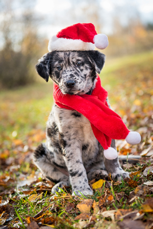 Funny Labrador puppy dog in New Year and Christmasの写真素材