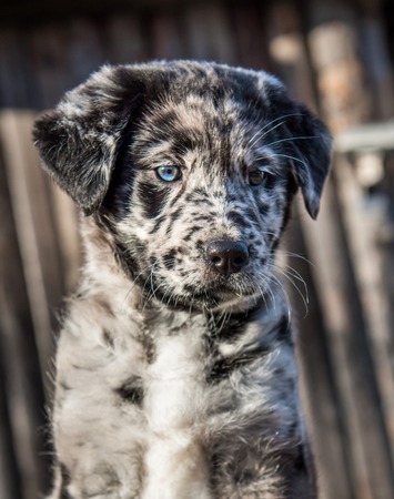 Funny Labrador puppy dog with different color eyesの写真素材