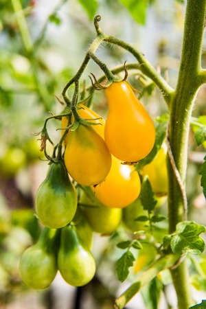 Small yellow tomatoes outside in the gardenの写真素材