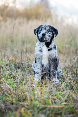 Funny Labrador puppy dog with different color eyes on natureの写真素材