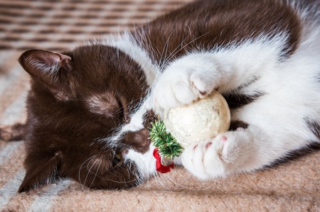 Funny British cat chocolate color is playing with the Christmas ball on a blanket up bellyの写真素材
