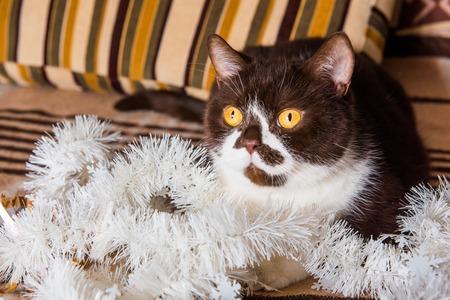 Funny British cat chocolate color is playing with the Christmas garland on a blanket up bellyの写真素材