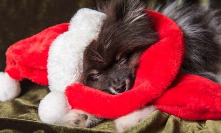 Funny fluffy Pomeranian Spitz dog puppy is sleeping in santa hat on Christmas and New Yearの写真素材