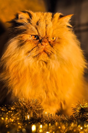 Funny fluffy red cat muzzle portrait with garlands on New Year and Christmasの写真素材