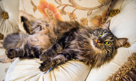 Norwegian forest cat portrait with big fluffy muzzle is lying on the couch in a funny belly-to-top poseの写真素材