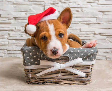 Funny red Basenji puppy dog in santa hat on Christmas and New Year in the basket, greeting cardの写真素材