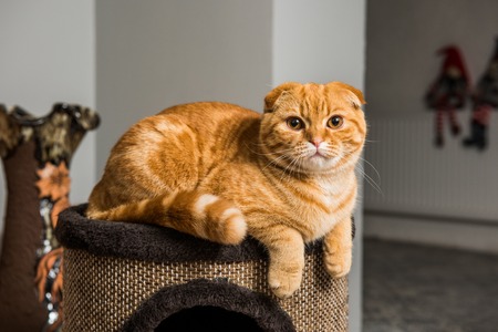Funny red Scottish Fold cat in cat house inside.の写真素材