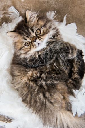 Beautiful Persian kitten cat marble color coat is playing in white feathers, three weeks oldの写真素材
