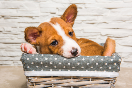 Funny red Basenji puppy dog in the basket, greeting cardの写真素材