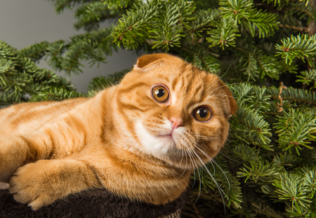 Beautiful Scottish Fold red cat is playing near Christmas tree. Cat raised its paw up.の写真素材