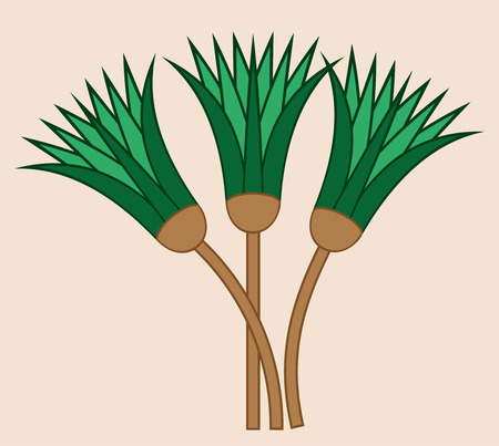 Papyrus plant shaft. Ornamental cane stems element of Ancient Egypt.のイラスト素材