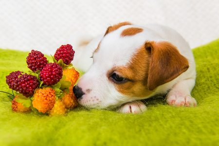 Funny Jack Russell Terrier dog puppy are lying with berries.の写真素材