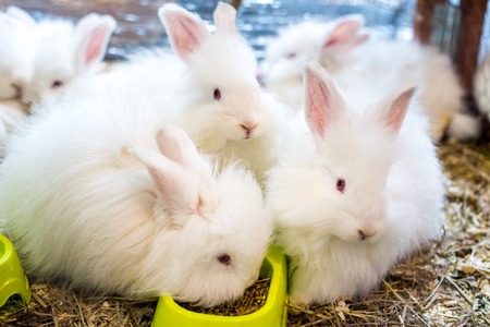 Three funny fluffy Angora rabbit with silky and soft white wool in a cage.の写真素材