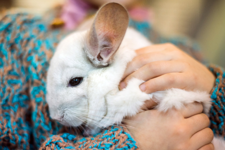 Little fluffy white chinchilla sits on girl child hands.の写真素材