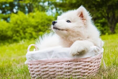 Funny Samoyed puppy dog in the basketの写真素材