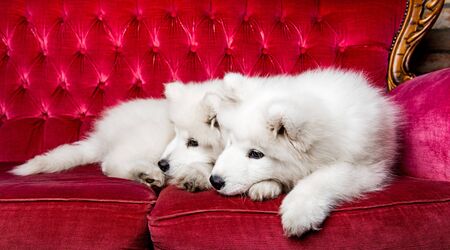 Samoyed dogs on the red luxury couchの写真素材