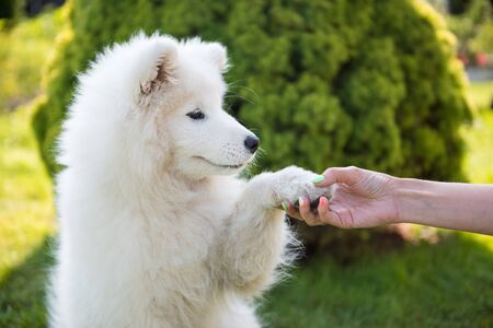 Happy Samoyed dog giving paw to ownerの写真素材
