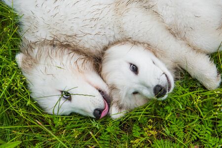 Two Funny fluffy white Samoyed puppies dogs are playing on the green grassの写真素材