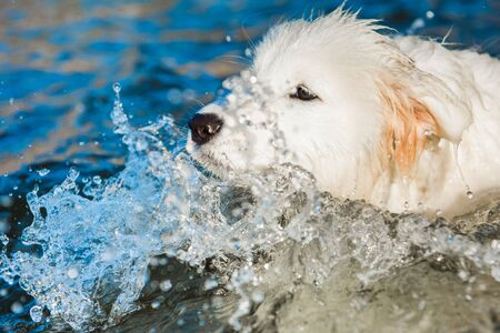 White dog Samoyed swims in the water on the Baltic Seaの写真素材