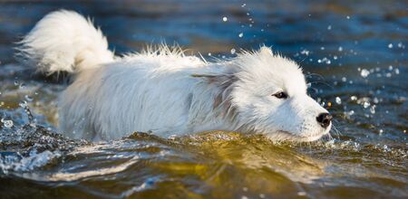 White dog Samoyed swims in the water on the Baltic Seaの写真素材